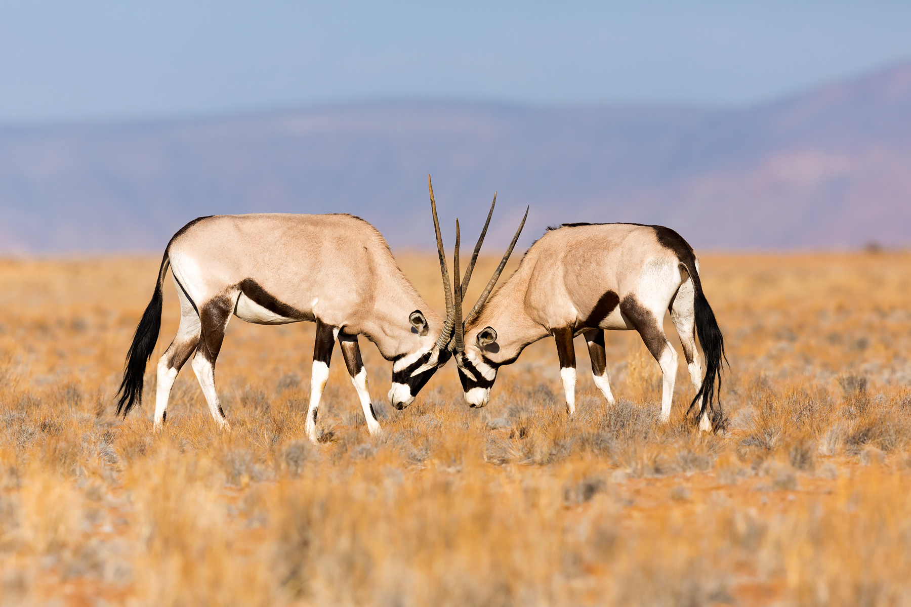 Oryx gazella / Gemsbok @
 Namibië