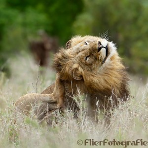 Male Lion Kruger Park