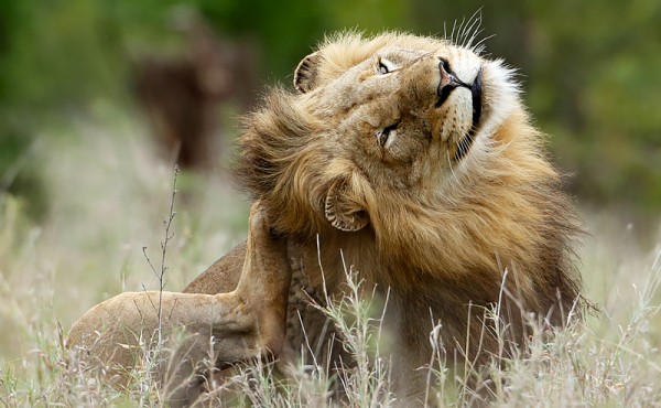 Male Lion Kruger Park