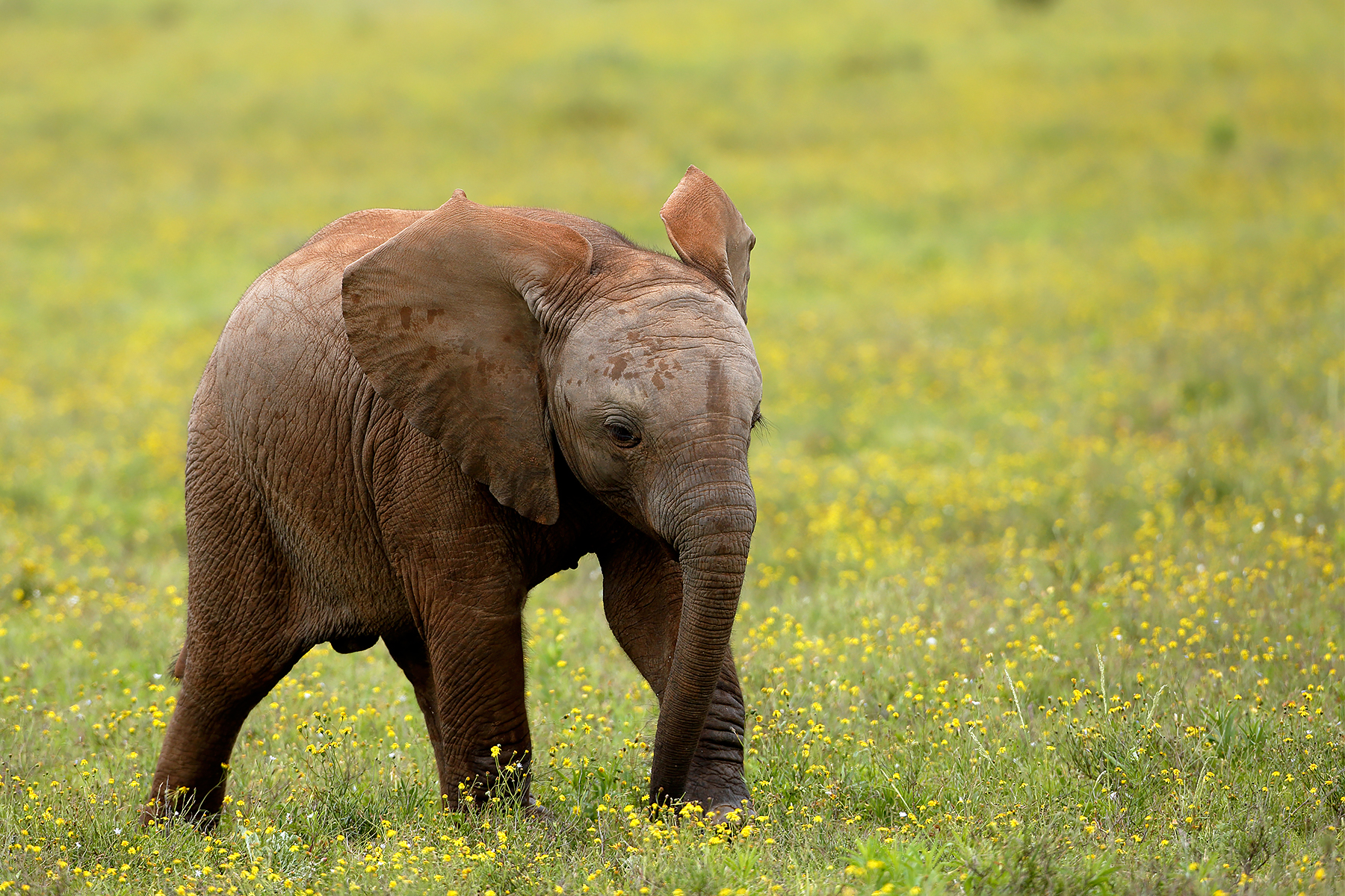 African Elephant @ Addo Elephant National Park